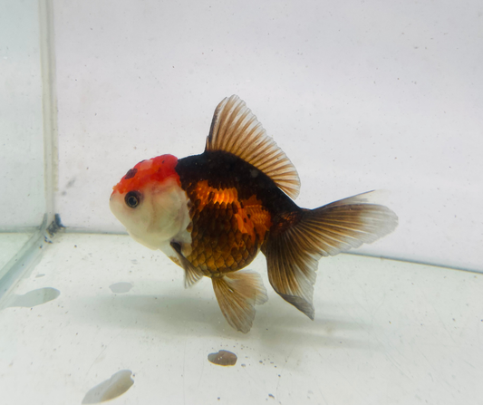 Tri Oranda Goldfish (9cm)