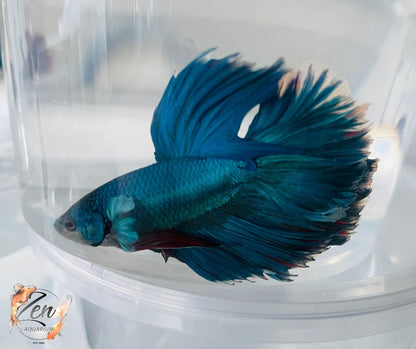 Male Halfmoon Betta (Available in store only)