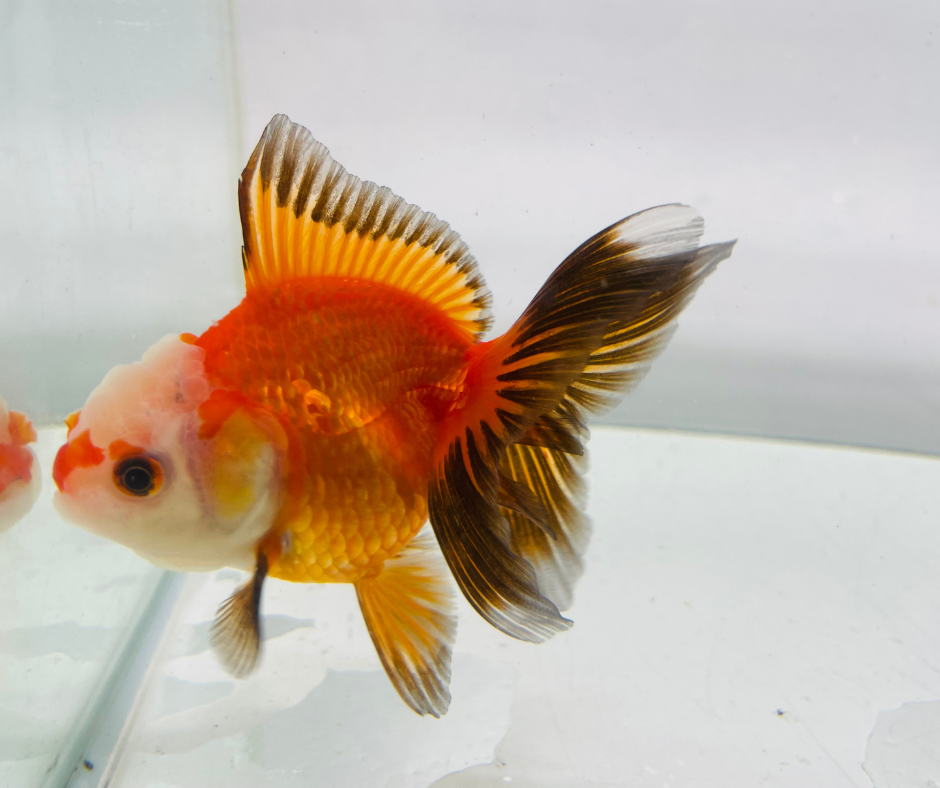 Tri Oranda Goldfish (8-9cm)