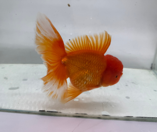 Rosetail Oranda Goldfish (12-13 cm)