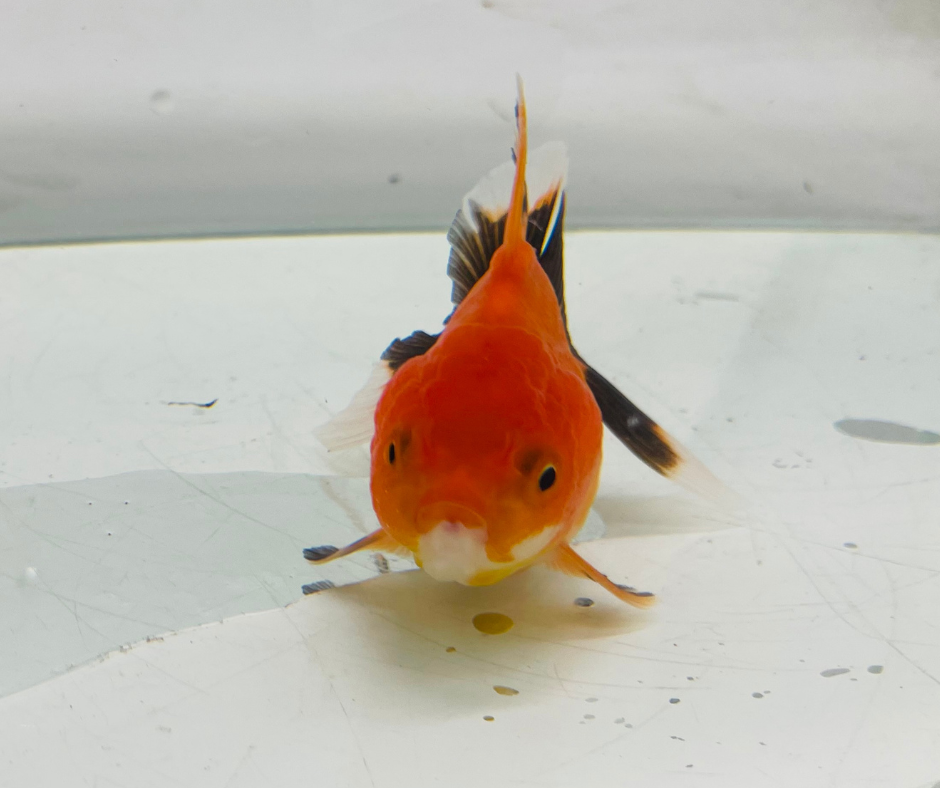 Tri Oranda Goldfish (8-9cm)