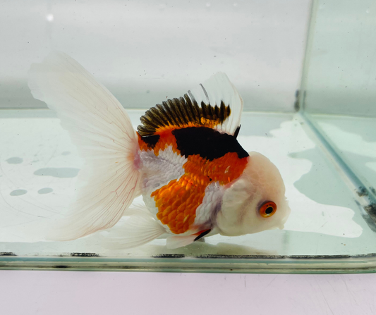 Tri Lemon Head Oranda Goldfish (10-11 cm)