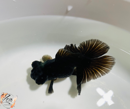 Black Butterfly Tail Goldfish 11cm