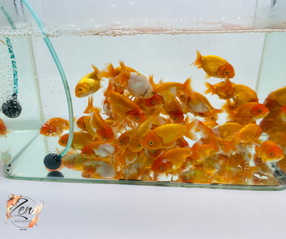 Assorted Ranchu Goldfish - (6-7 cm) | Zen Aquarium