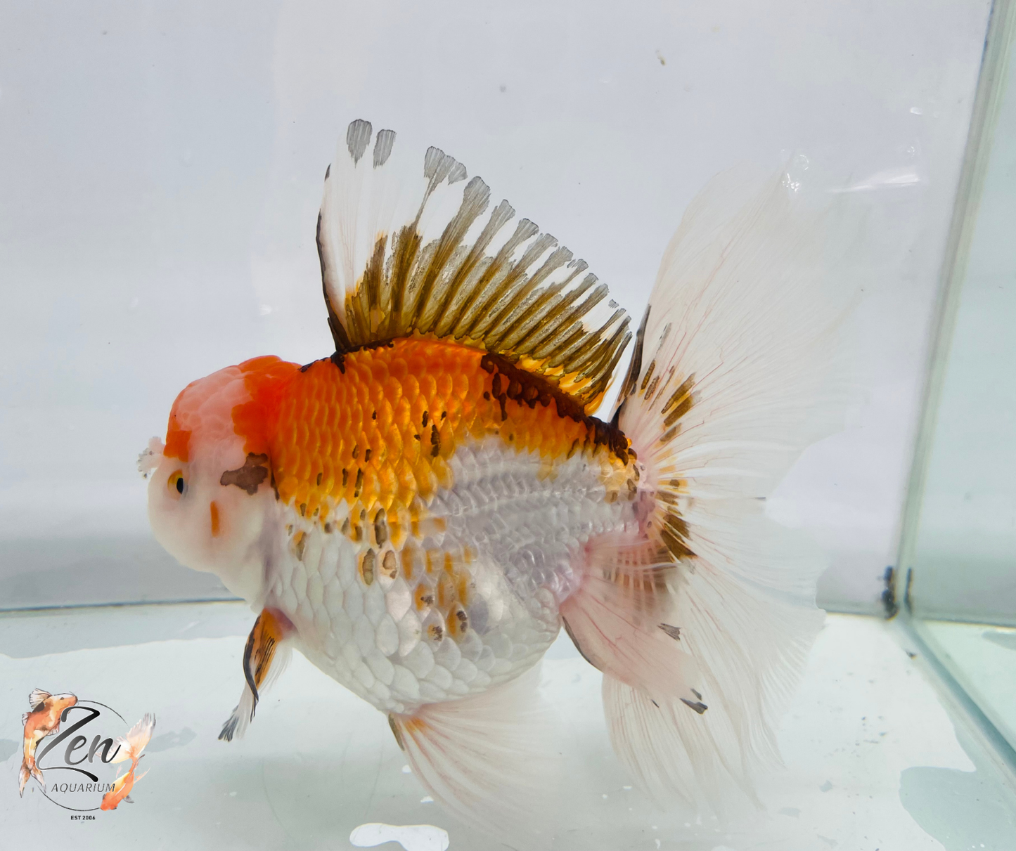 JUMBO Rosetail Oranda 16cm