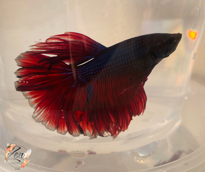 Male Halfmoon Betta (Available in store only)