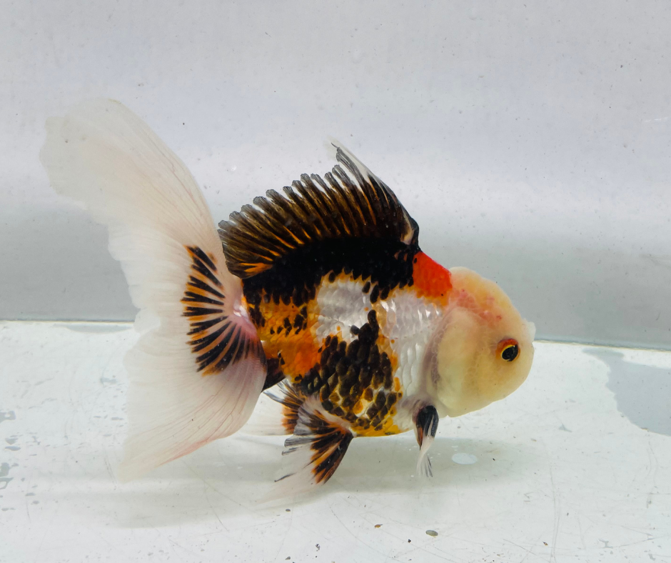 Lemon Head Tri Oranda Goldfish (10-11 cm) - Zen Aquarium AU