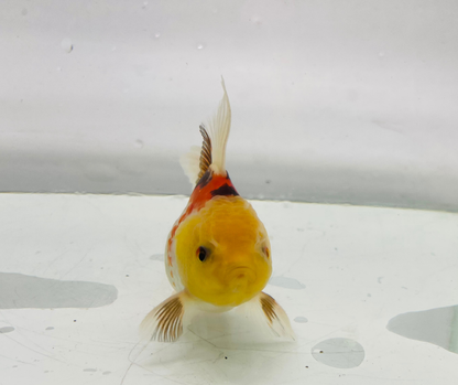 Tri Lemon Head Oranda Goldfish (8-9cm)