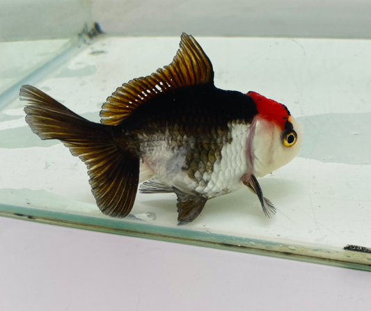 Tri Oranda Goldfish (8-9cm)
