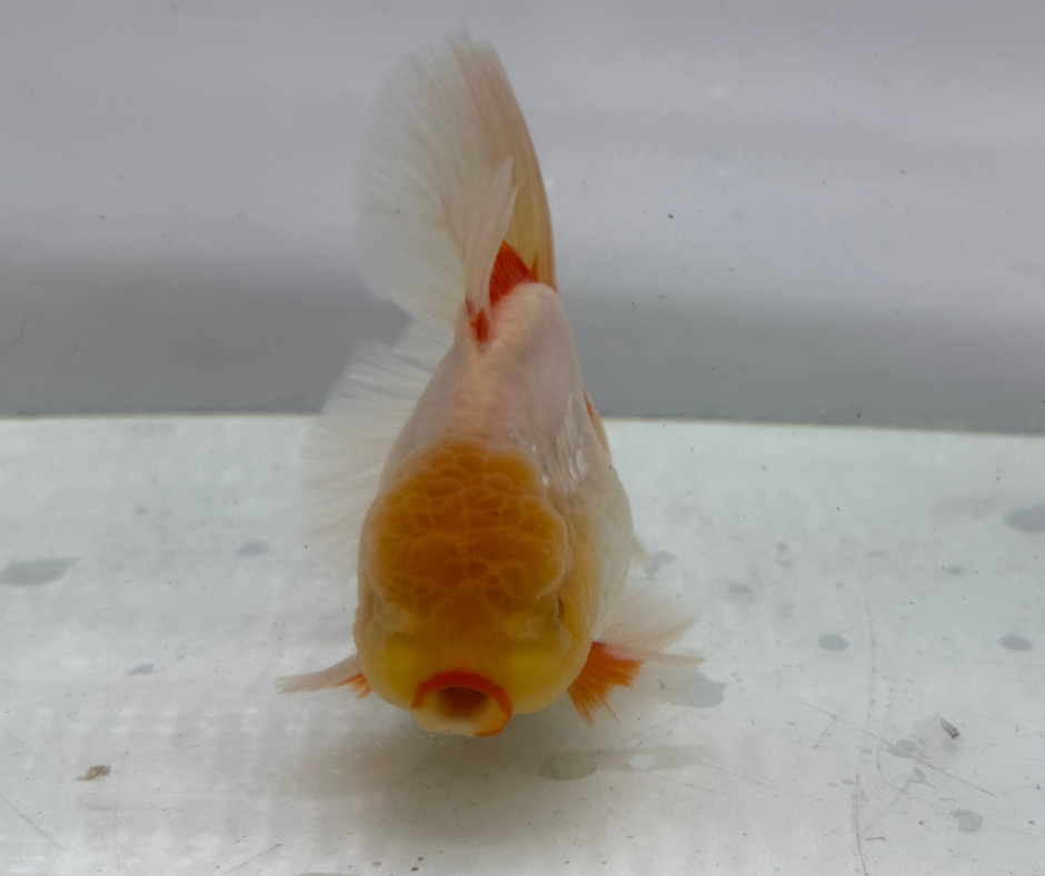 Rosetail Oranda Goldfish (12-13 cm)