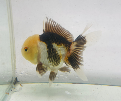 Panda Lemon Head Oranda Goldfish (9cm)