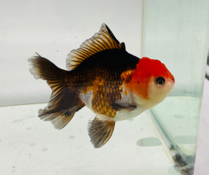 Tri Oranda Goldfish (9-10 cm)