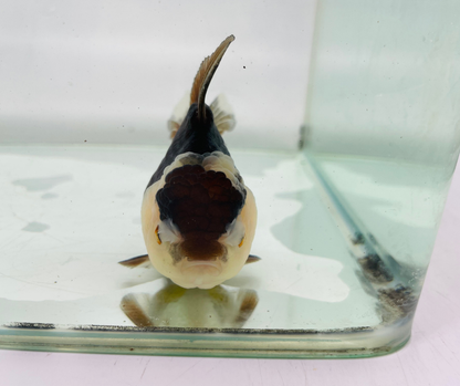 Panda Oranda Goldfish (10-11 cm)