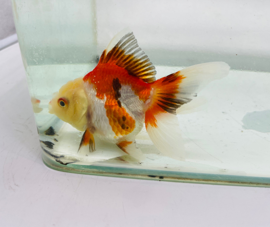Tri Lemon Head Oranda Goldfish (8-9cm)