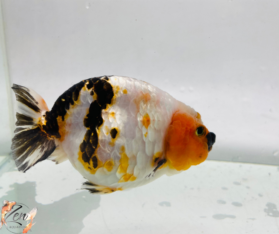 Tri Colour Ranchu Goldfish 11-12cm - Zen Aquarium AU