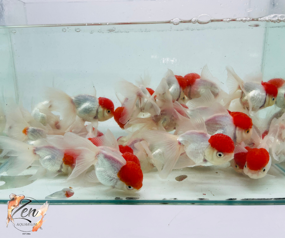 Red Cap Oranda (9-11 cm) – Zen Aquarium AU