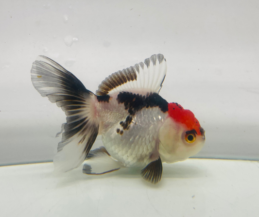 Tri Oranda Goldfish (8-9cm)