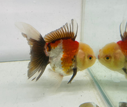 Tri Oranda Goldfish (9cm)