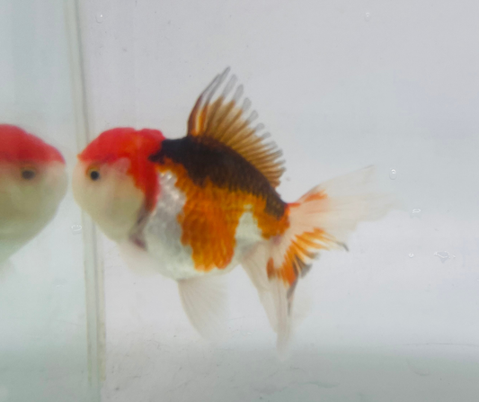 Tri Oranda Goldfish (10-11 cm)
