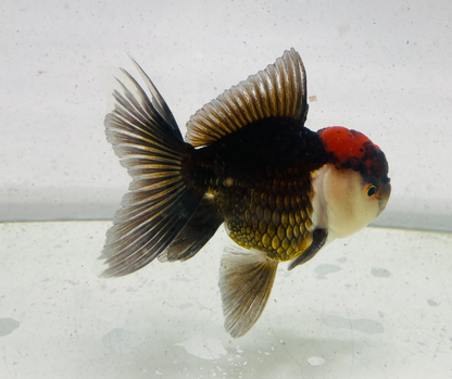 Tri  Oranda Goldfish (9 cm)