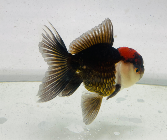Tri  Oranda Goldfish (9 cm)