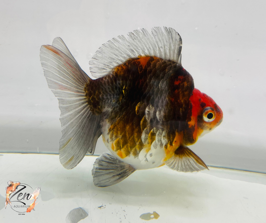 Short Tail High Back Ryukin Goldfish (XXXL Kirin 12-13 cm) Female