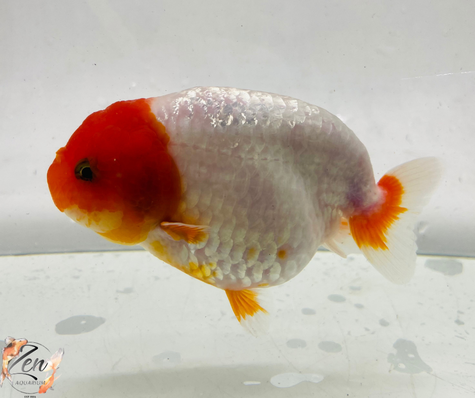 Red&White Ranchu Goldfish 11-12 cm – Zen Aquarium AU