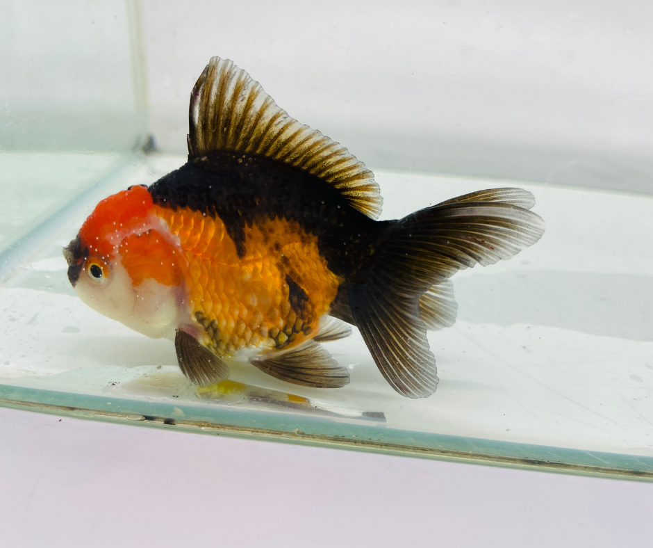 Tri Oranda Goldfish (8-9cm)