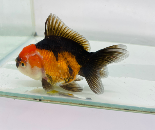 Tri Oranda Goldfish (8-9cm)