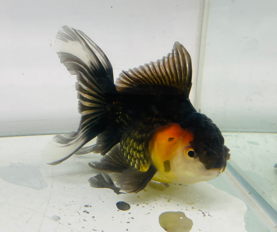Tri Oranda Goldfish (11 cm)