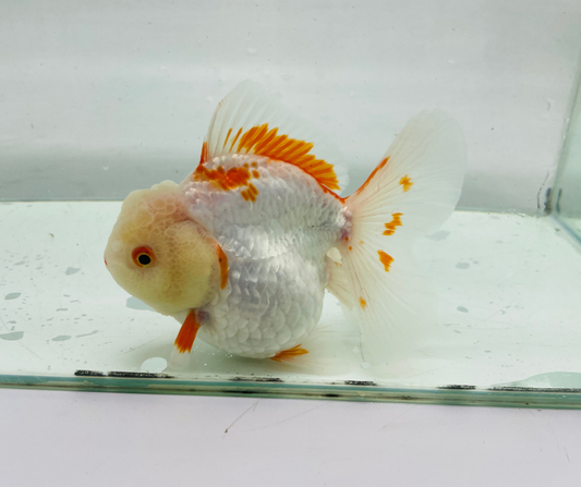 Rosetail Oranda Goldfish (12-13 cm)