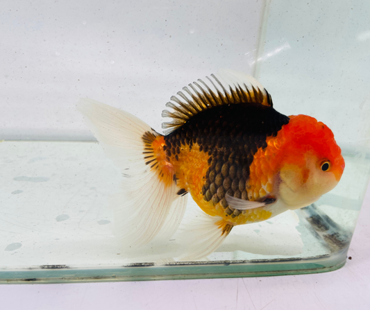 Tri Oranda Goldfish (11 cm)
