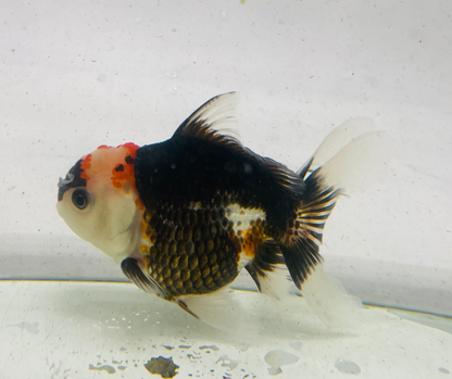 Tri Oranda Goldfish (11 cm)