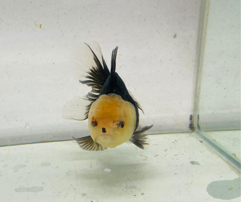 Panda Lemon Head Oranda Goldfish (11 cm)