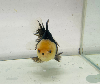 Panda Lemon Head Oranda Goldfish (11 cm)