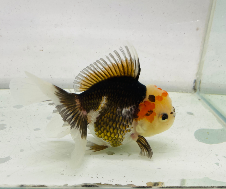 Tri Lemon Head Oranda Goldfish (11 cm)