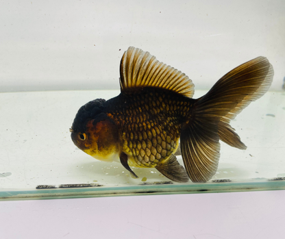 Black&Red Oranda Goldfish (10 cm)