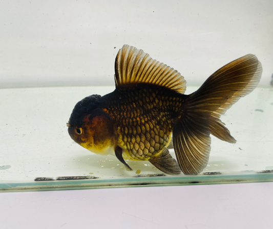 Black&Red Oranda Goldfish (10 cm)