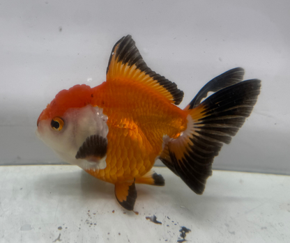 Rosetail Oranda Goldfish (12-13 cm)