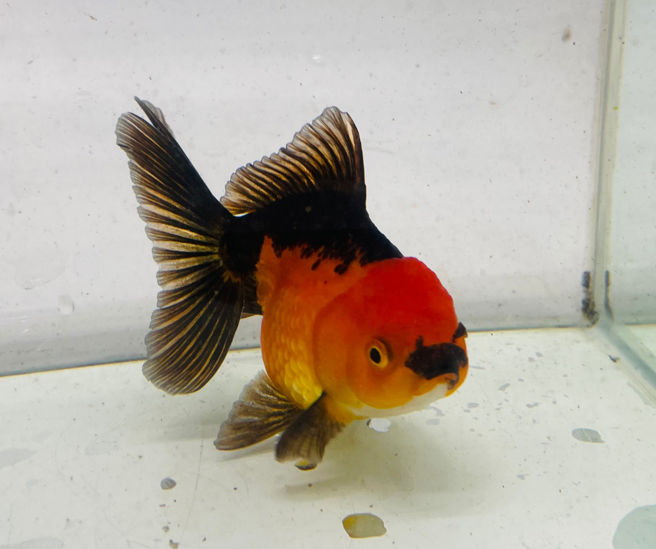 Red&Black Oranda Goldfish (11 cm)
