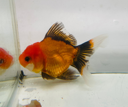 Tri Oranda Goldfish (8-9cm)