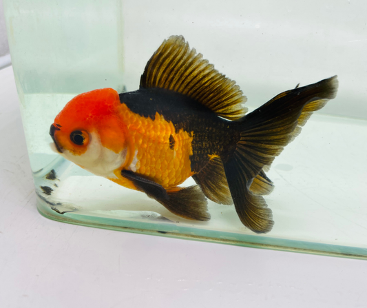 Tri Oranda Goldfish (10-11 cm)