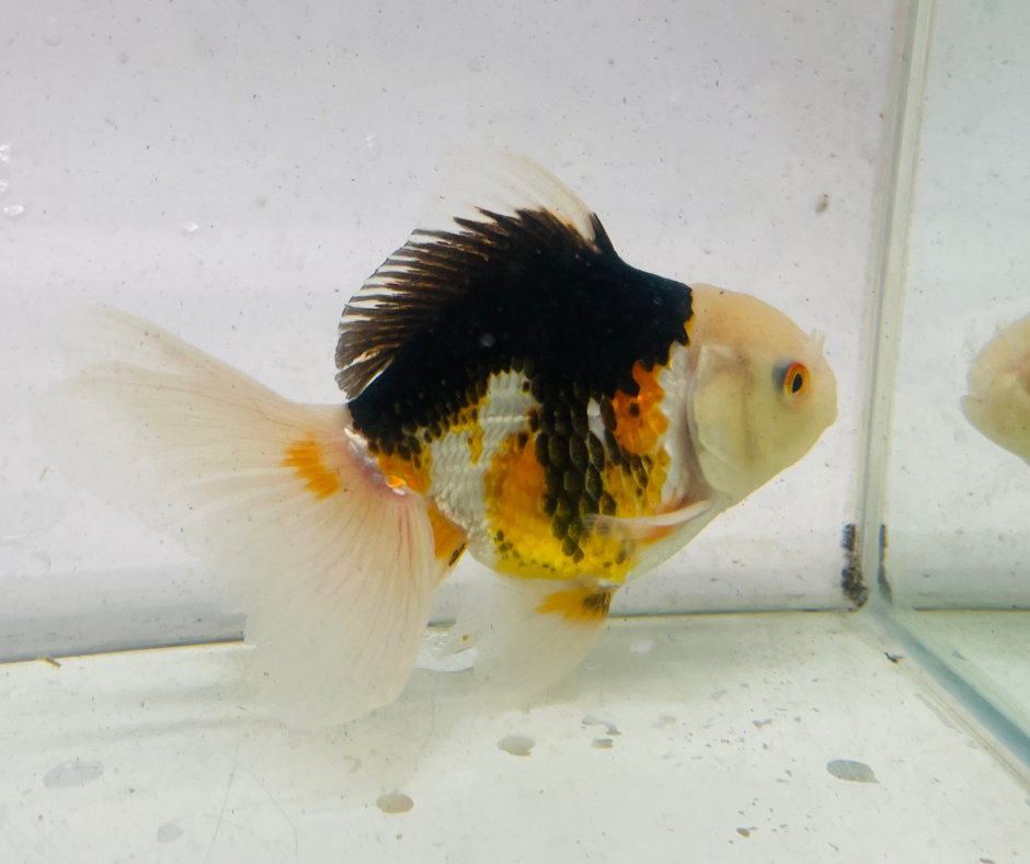 Tri Lemon Head Oranda Goldfish (11 cm)