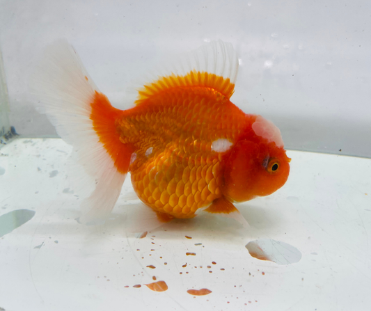 Rosetail Oranda Goldfish (12-13 cm)