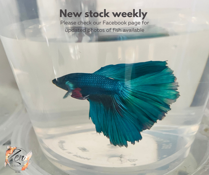 Male Halfmoon Betta (Available in store only)