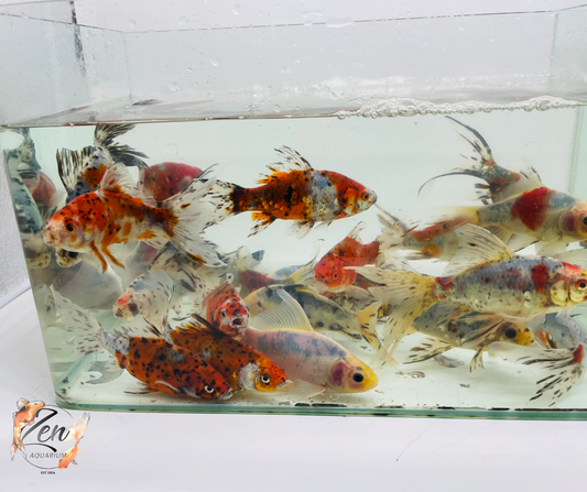 Comet Goldfish (Shubunkin) 14-17 cm