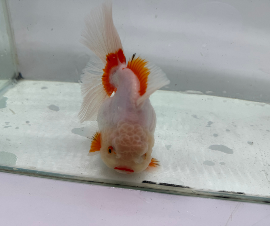 Rosetail Oranda Goldfish (12-13 cm)