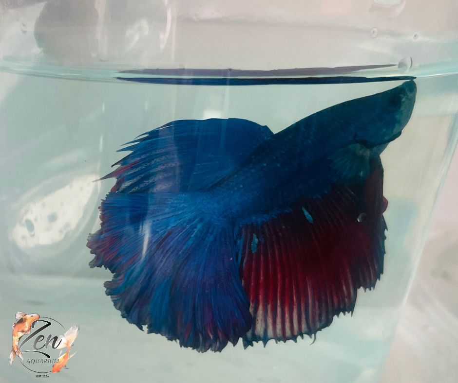 Male Halfmoon Betta (Available in store only)