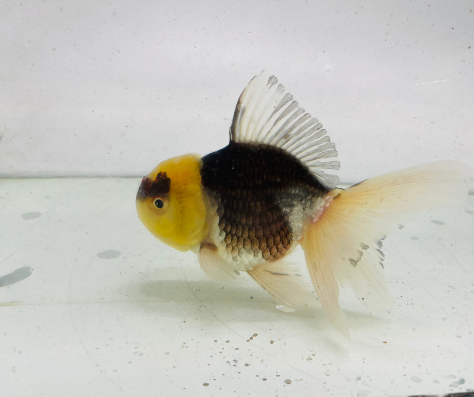Panda Lemo Head Oranda Goldfish (9-10cm)