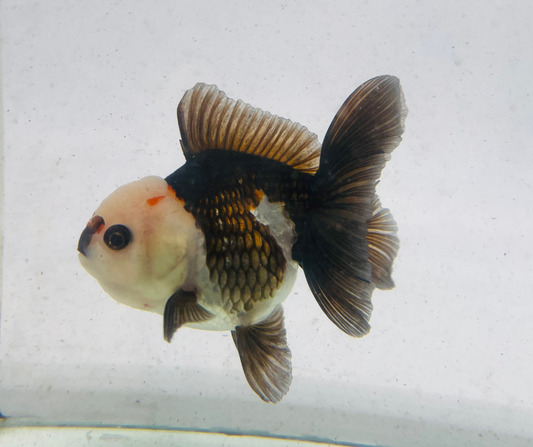 Panda Lemon Head Oranda Goldfish (11 cm)
